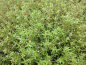 Preview: Nadelkraut - Crassula Recurva